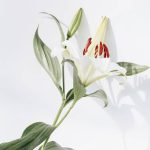 Flores frescas vs flores preservadas