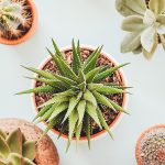 Cómo cuidar tus flores preservadas para que duren aún más